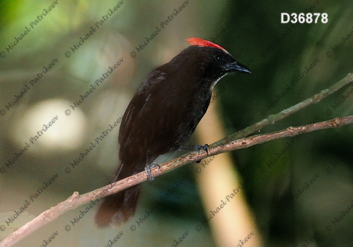 Flame-crested Tanager (Tachyphonus cristatus)